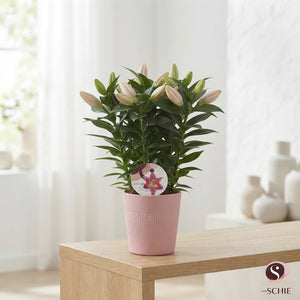 Mixed Oriental Lily ‘Blush’ – 13cm Pot