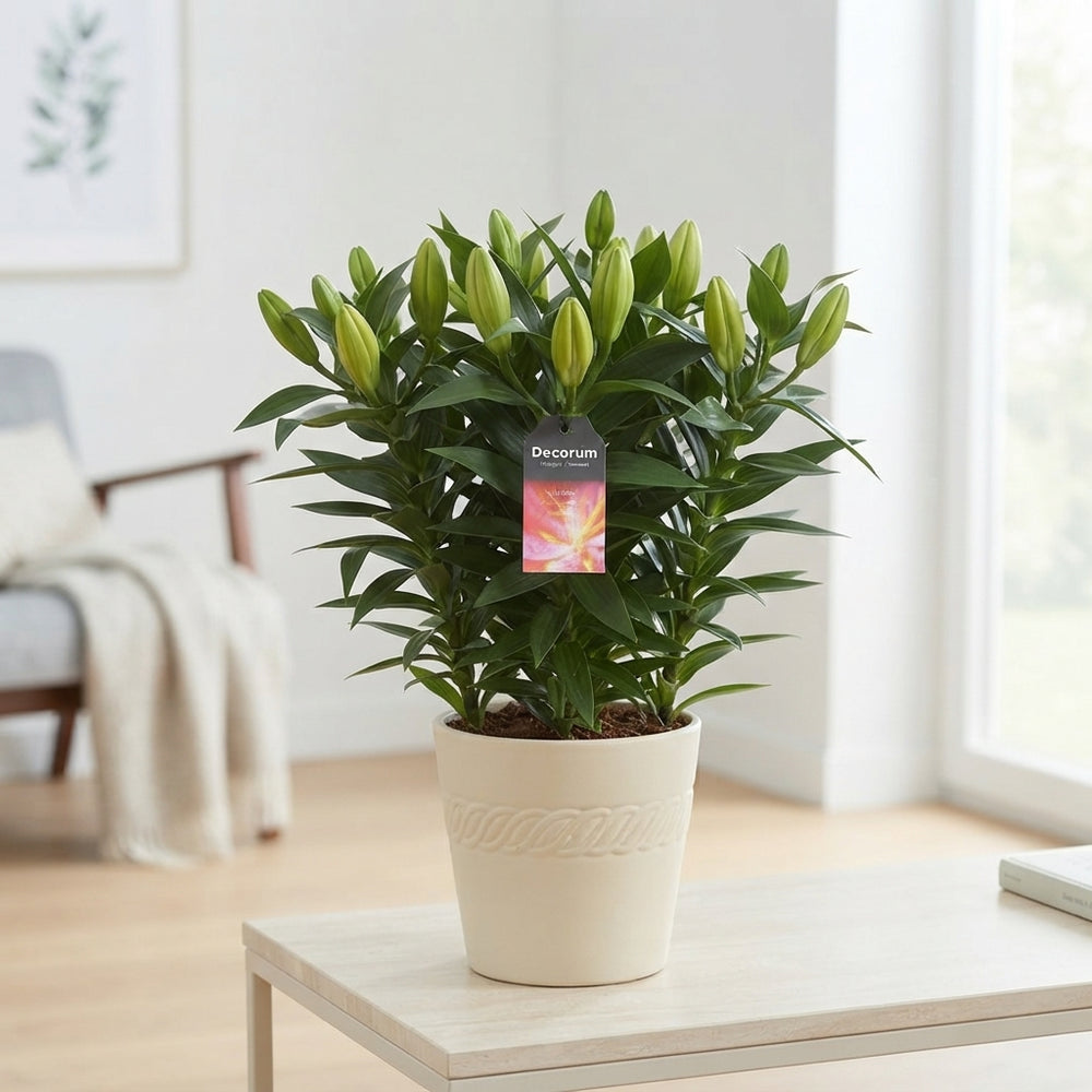 Mixed Oriental Lily (Lilium) – 13cm Pot