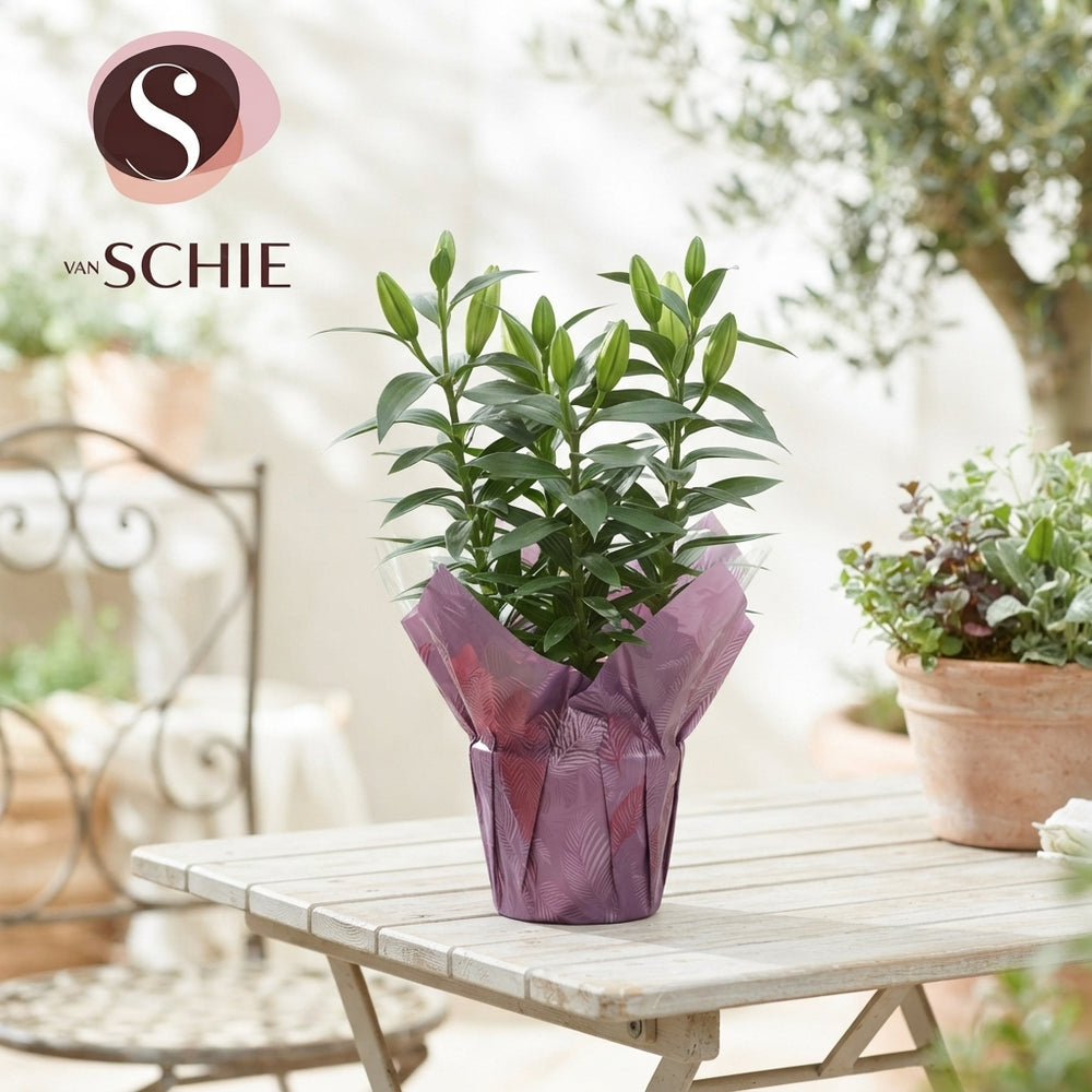 Mixed Oriental Lily (Lilium) – 17cm Pot