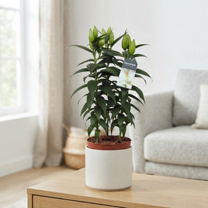 White Oriental Lily (Lilium) — 3 Stem, 17cm Pot