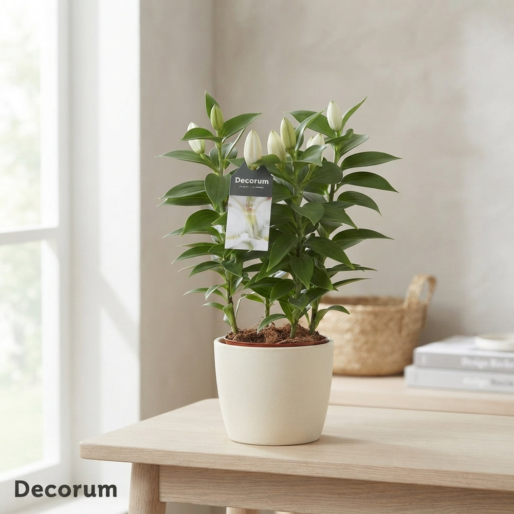 White Oriental Lily (Lilium) – 13cm Pot