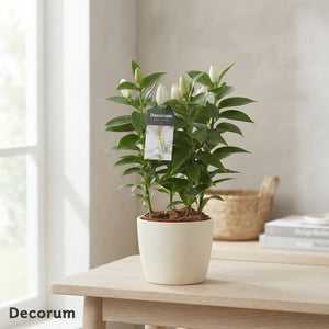 White Oriental Lily (Lilium) – 13cm Pot