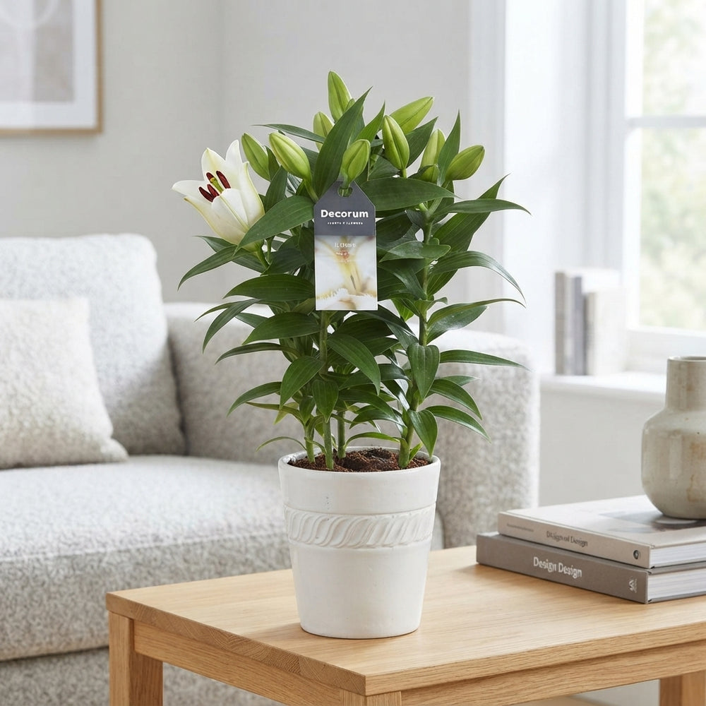 White Oriental Lily (Lilium) – 13cm Pot, 40cm
