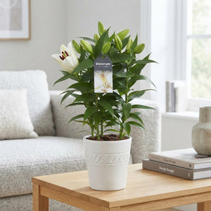 White Oriental Lily (Lilium) – 13cm Pot, 40cm