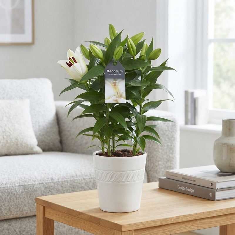 White Oriental Lily (Lilium) – 13cm Pot, 40cm