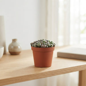 Living Stone Plant (Lithops) – 8.5cm Pot