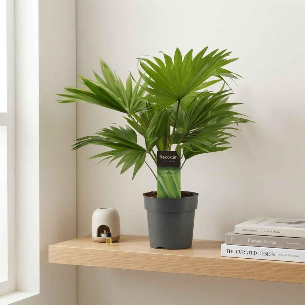 Livistona Rotundifolia Fan Palm – 12cm Pot, 35cm