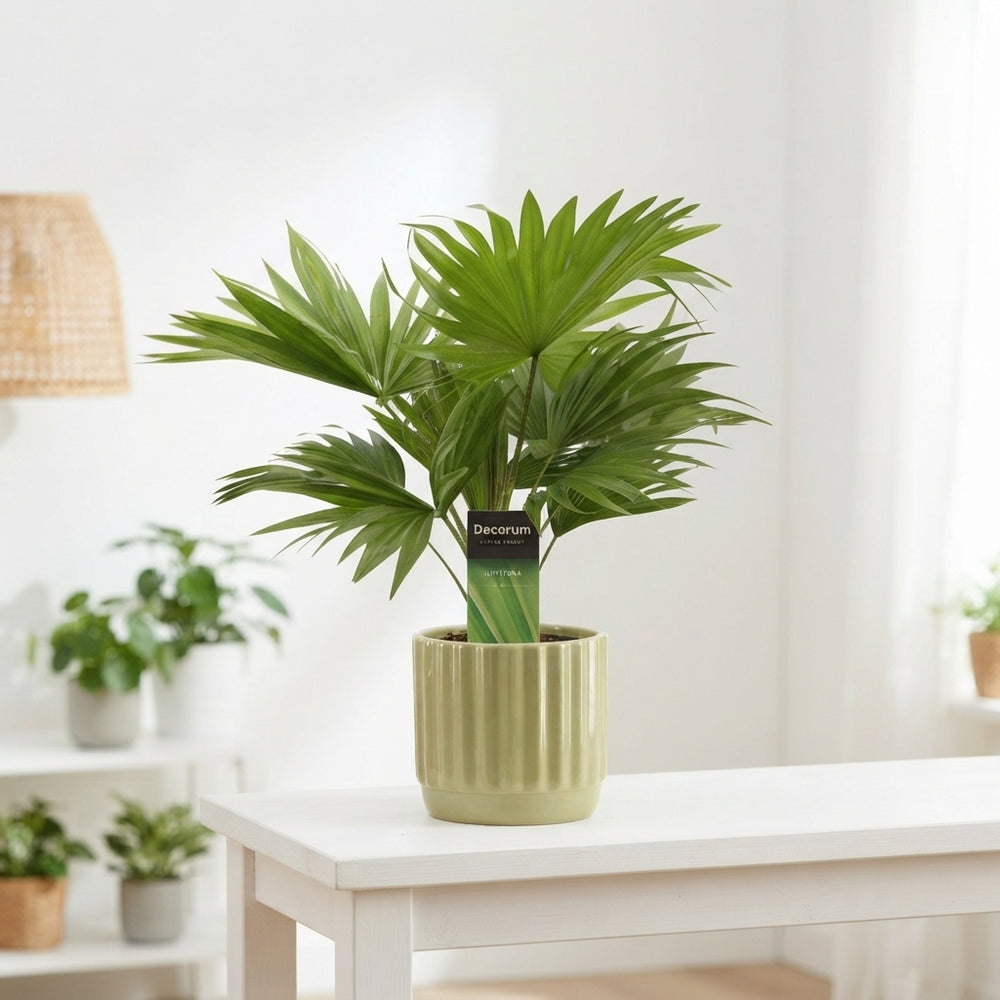 Livistona Rotundifolia Fan Palm – 12cm Pot, 35cm Height