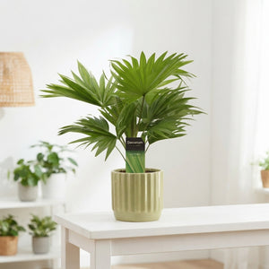 Livistona Rotundifolia Fan Palm – 12cm Pot, 35cm Height