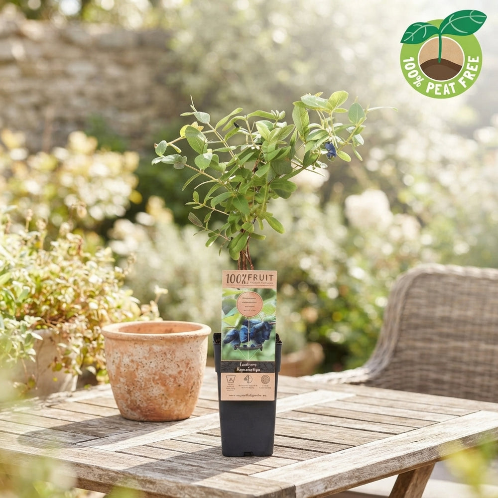 Honeyberry (Lonicera caerulea kamtschatica) – 15cm Pot