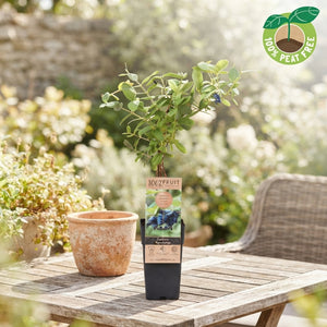 Honeyberry (Lonicera caerulea kamtschatica) – 15cm Pot