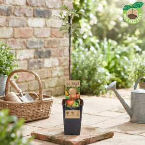 Elstar Apple Tree (Malus domestica) – 15cm Pot