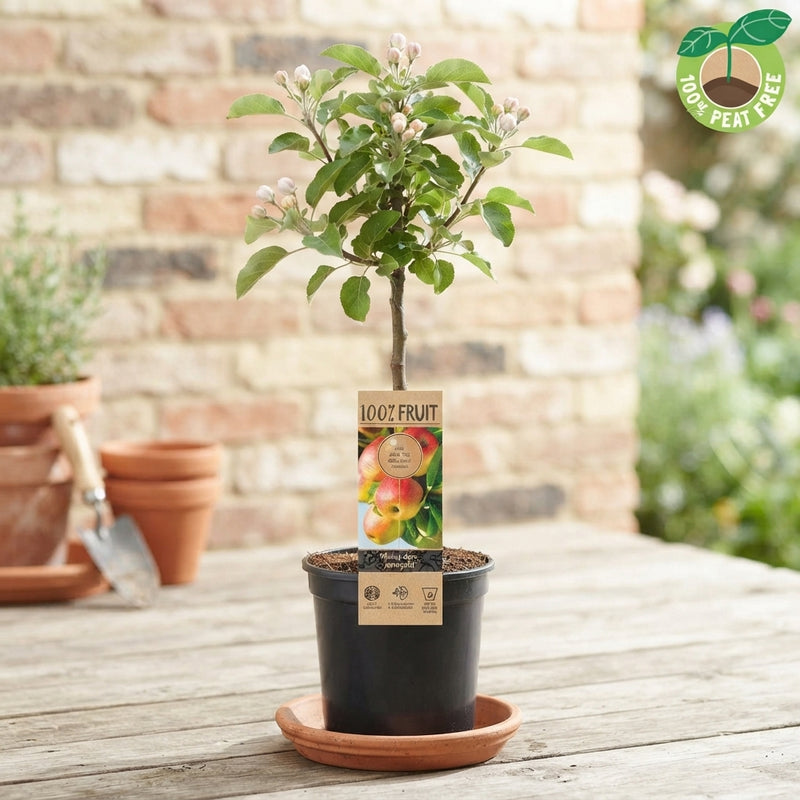Jonagold Apple Tree (Malus domestica) – 15cm Pot