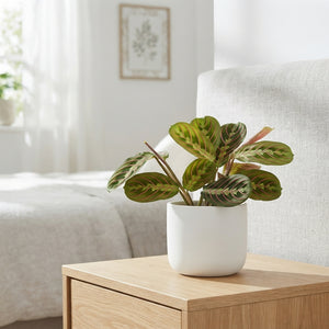 Maranta ‘Fascinator’ Prayer Plant – 8.5cm Pot