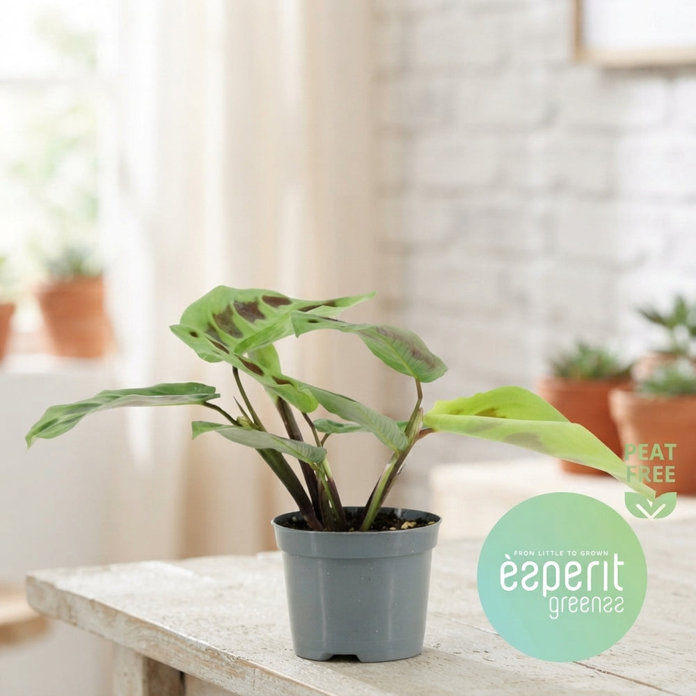 Prayer Plant (Maranta leuconeura kerchoveana) – 8.5cm Pot