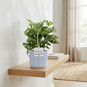 Swiss Cheese Plant (Monstera adansonii) – 12cm Ceramic Pot