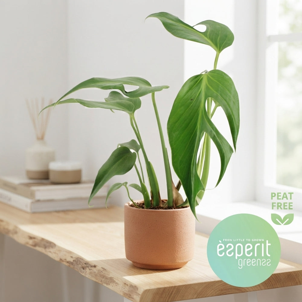 Monstera Burle Marx Flame – 14cm Pot