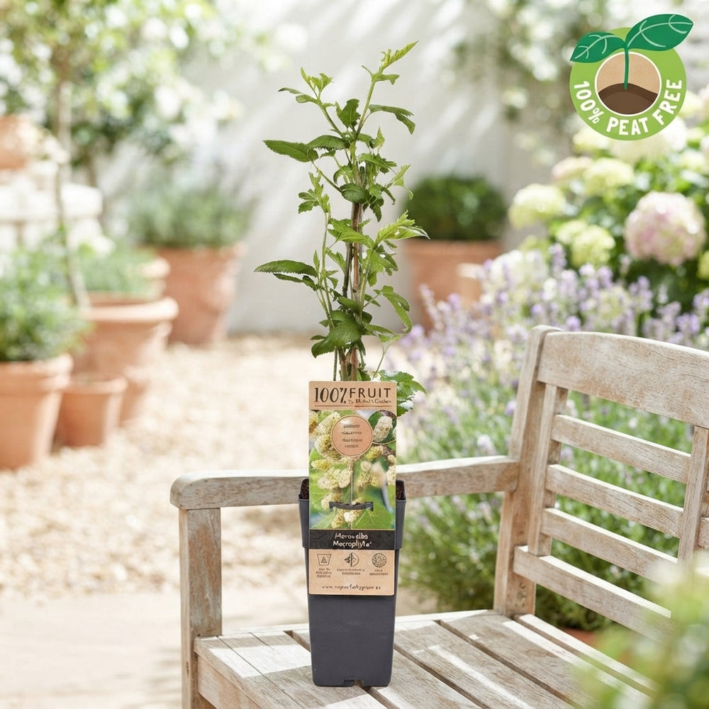 White Mulberry ‘Macrophylla’ (Morus alba) – 15cm Pot
