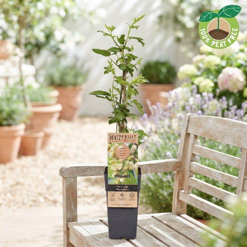 White Mulberry ‘Macrophylla’ (Morus alba) – 15cm Pot