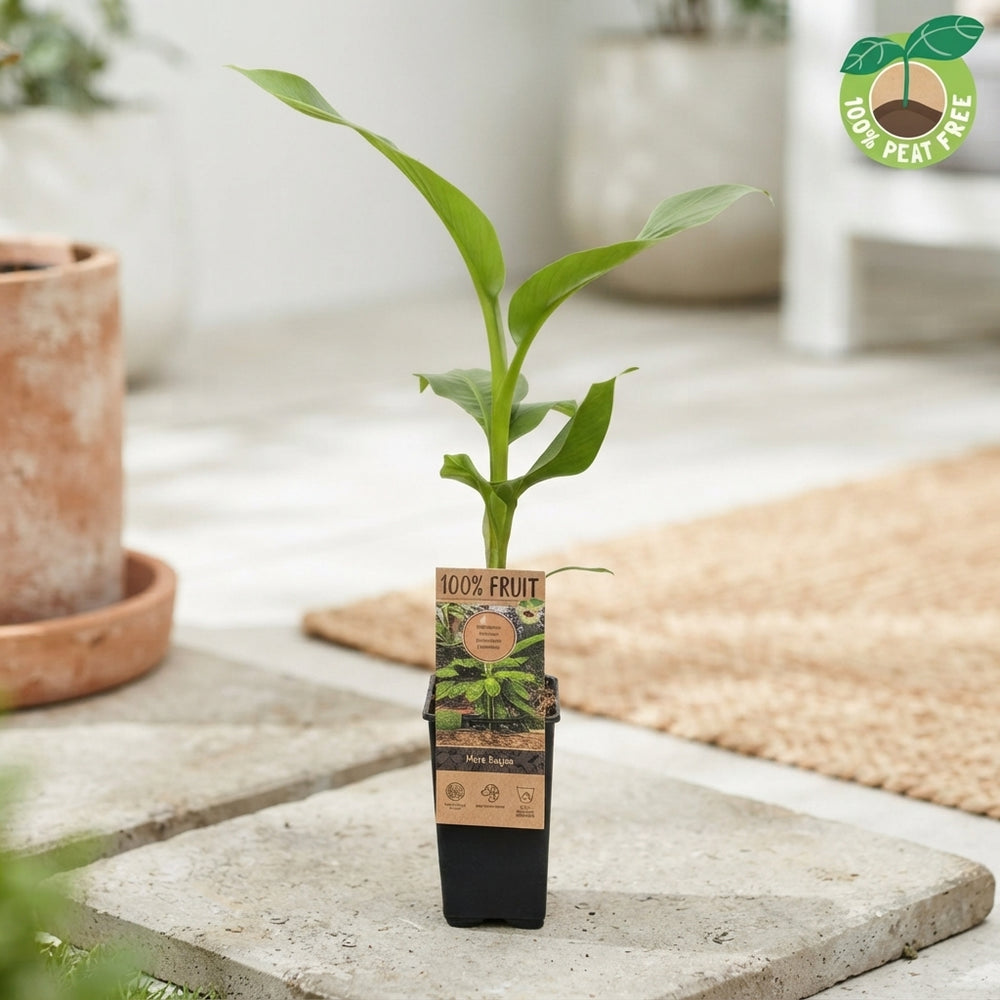 Japanese Banana Plant (Musa basjoo) – 15cm Pot