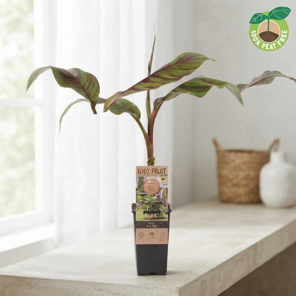 Red Banana Plant (Musa 'Ever Red') – 15cm Pot