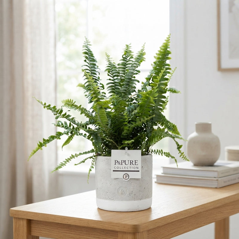 Green Boston Fern (Nephrolepis exaltata) – 12cm Pot