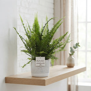 Mixed Green Fern in Jade Ceramic Pot – 12cm
