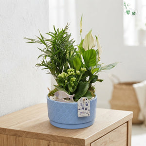Blue Ceramic Plant Arrangement – 18cm Pot