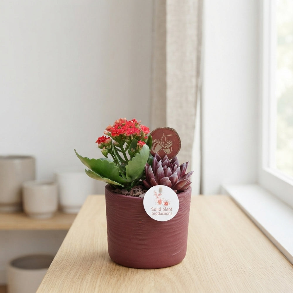 Purple Echeveria Arrangement – 13cm Ceramic Pot