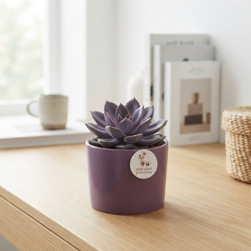 Purple Echeveria Arrangement – 18cm Ceramic Pot