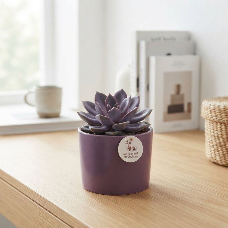 Purple Echeveria Arrangement – 18cm Ceramic Pot