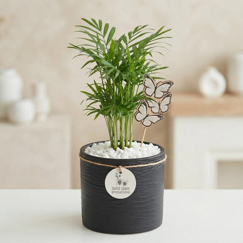Decorative Mixed Plant Arrangement – 14cm Ceramic Pot