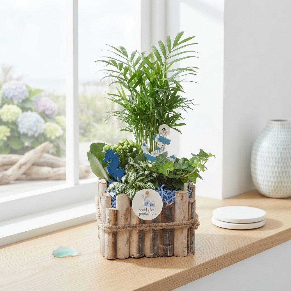 Verona Small Maritime Plant Arrangement – 18cm Wooden Pot