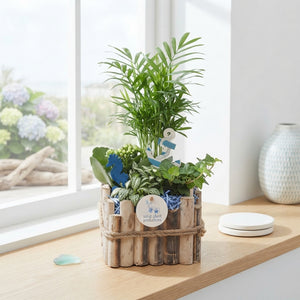 Verona Small Maritime Plant Arrangement – 18cm Wooden Pot