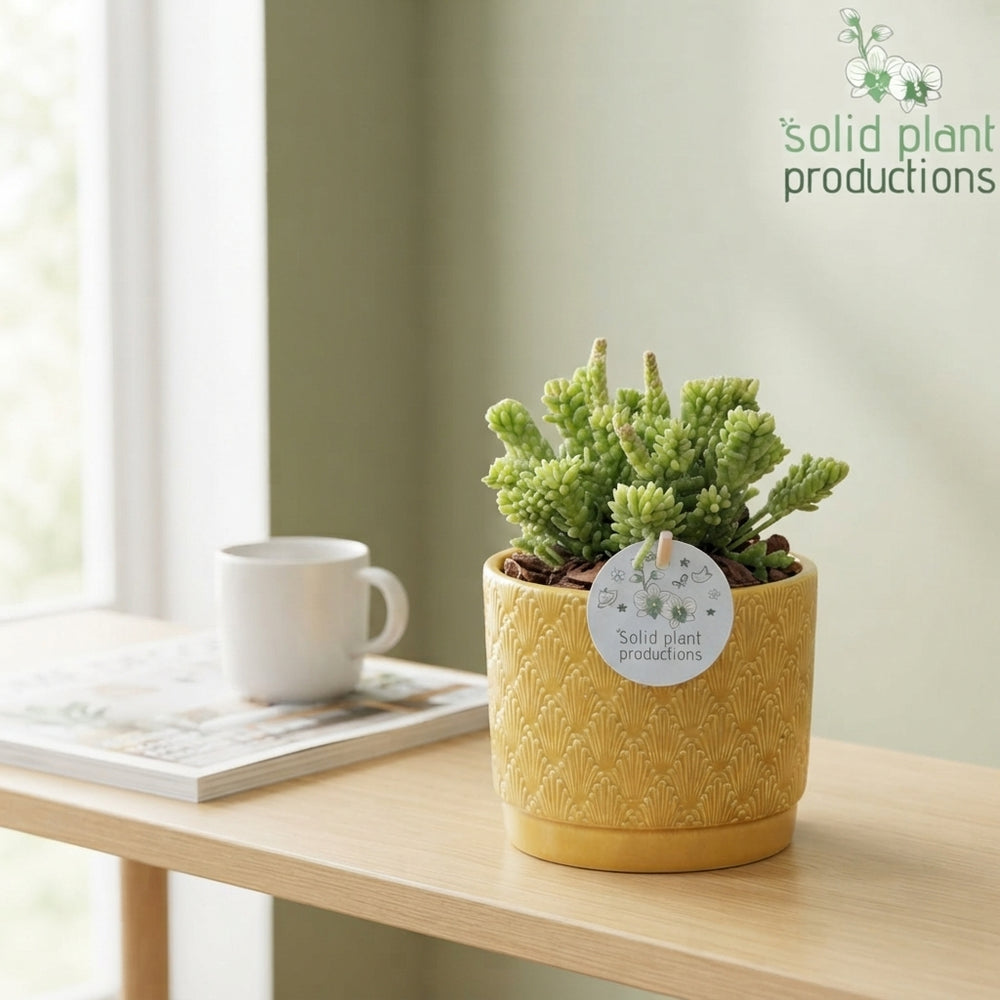 Rhipsalis Mix Arrangement – 12cm Ceramic Pot