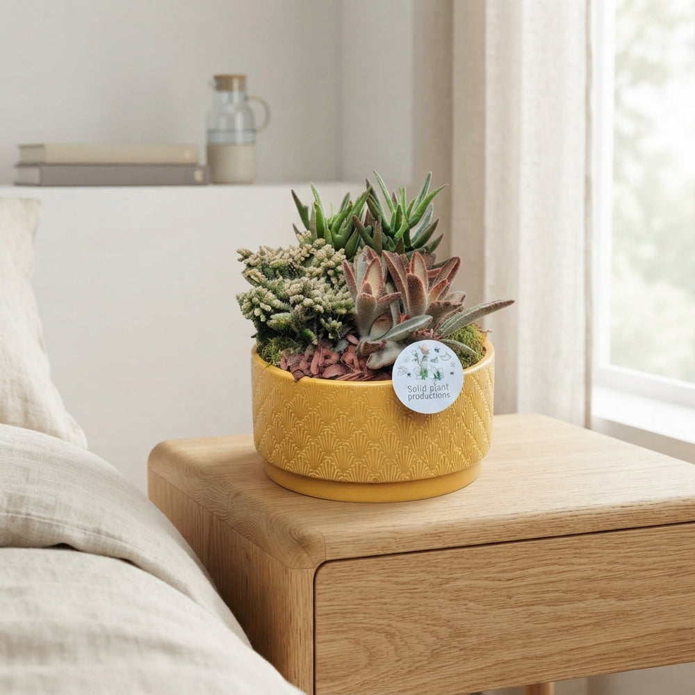 Rhipsalis Succulent Arrangement – 19cm Ceramic Pot