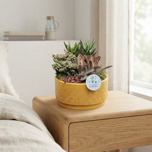 Rhipsalis Succulent Arrangement – 19cm Ceramic Pot