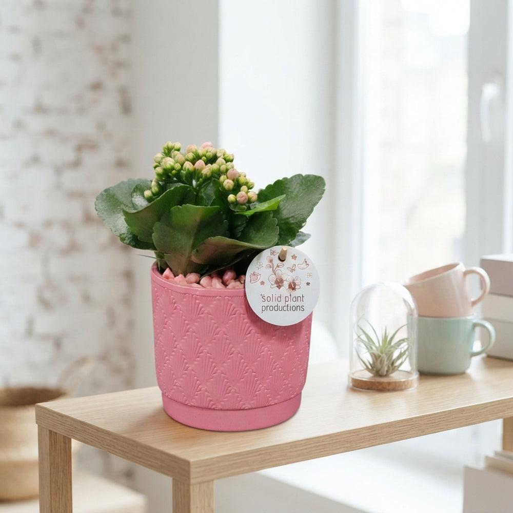 Pink Love Orchid Arrangement – 12cm Ceramic Pot