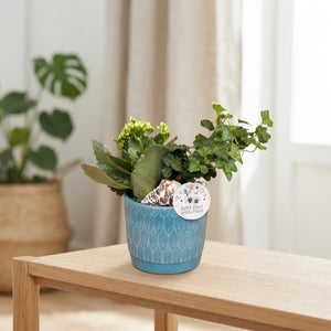 Ariël Navy Kalanchoe and Ivy Arrangement – 12cm Pot