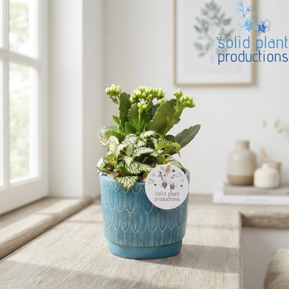 Ariël Navy Plant Arrangement – 12cm Ceramic Pot
