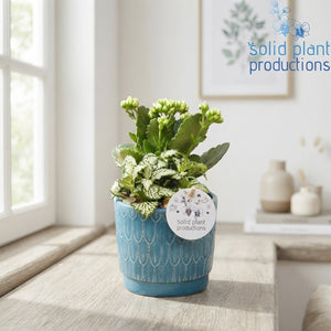 Ariël Navy Plant Arrangement – 12cm Ceramic Pot