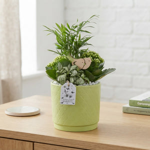 Light Green Mixed Plant Arrangement – 14cm Ceramic Pot