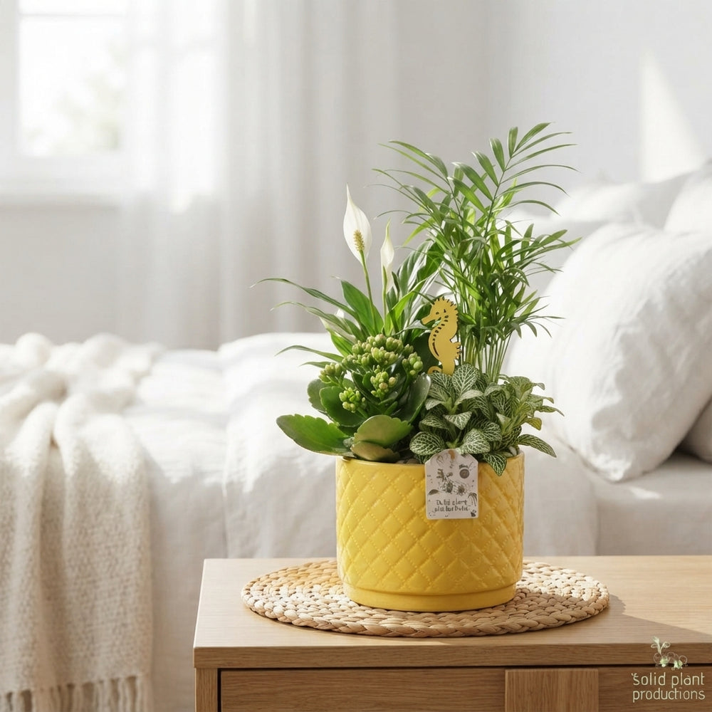 Mixed Summer Plant Arrangement – 14cm Ceramic Pot