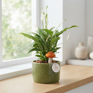 Green and Orange Echeveria Arrangement – 18cm Pot