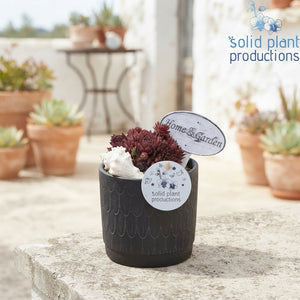 Navy Sempervivum Arrangement – 12cm Ceramic Pot