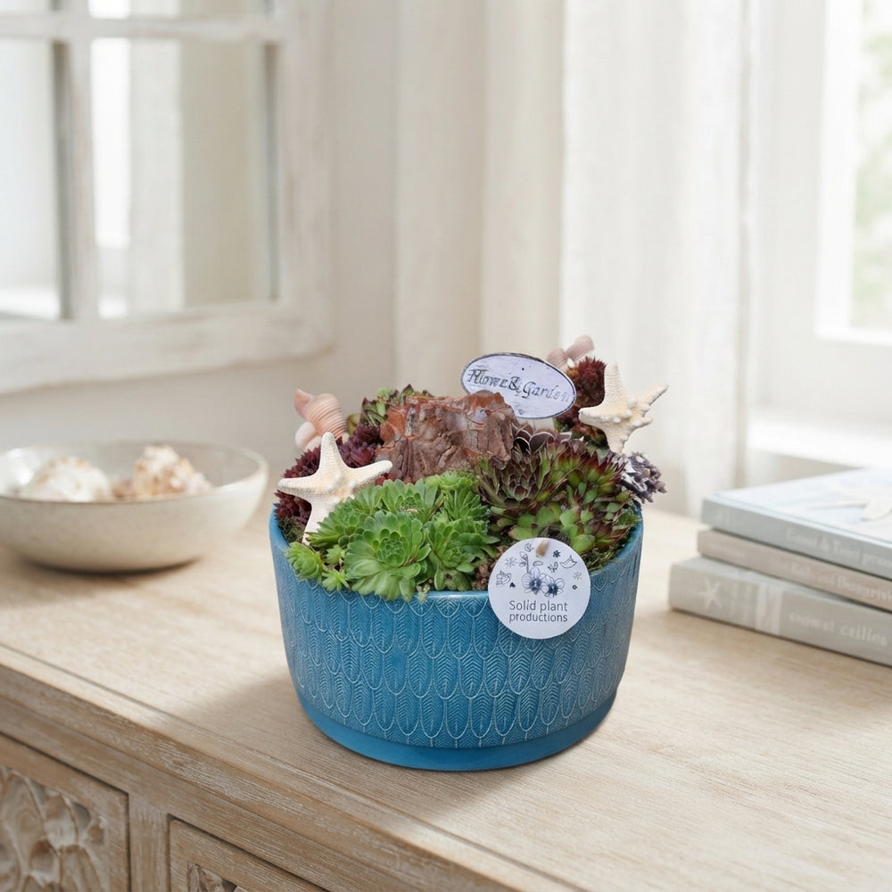Sempervivum ‘Izabella Navy’ Arrangement – 22cm Ceramic Pot