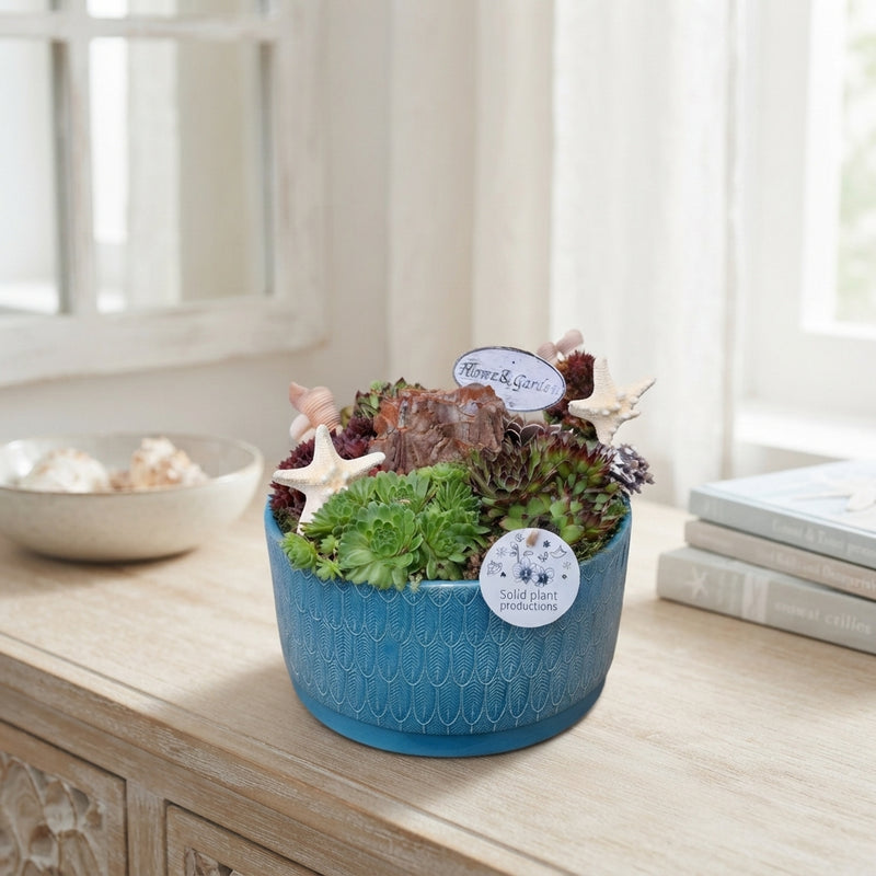 Sempervivum ‘Izabella Navy’ Arrangement – 22cm Ceramic Pot