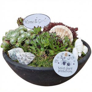 Mini Sempervivum Arrangement – 22cm Ceramic Pot