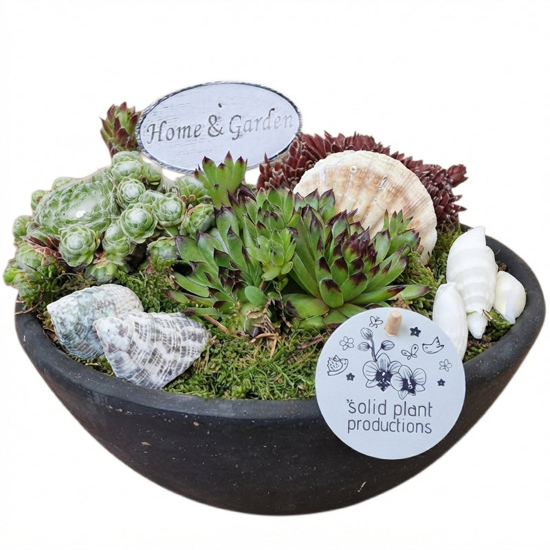 Mini Sempervivum Arrangement – 22cm Ceramic Pot