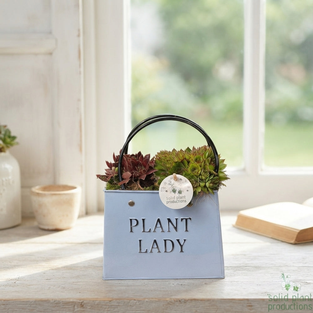Sempervivum Summer Bag Arrangement – 18cm Zinc Pot